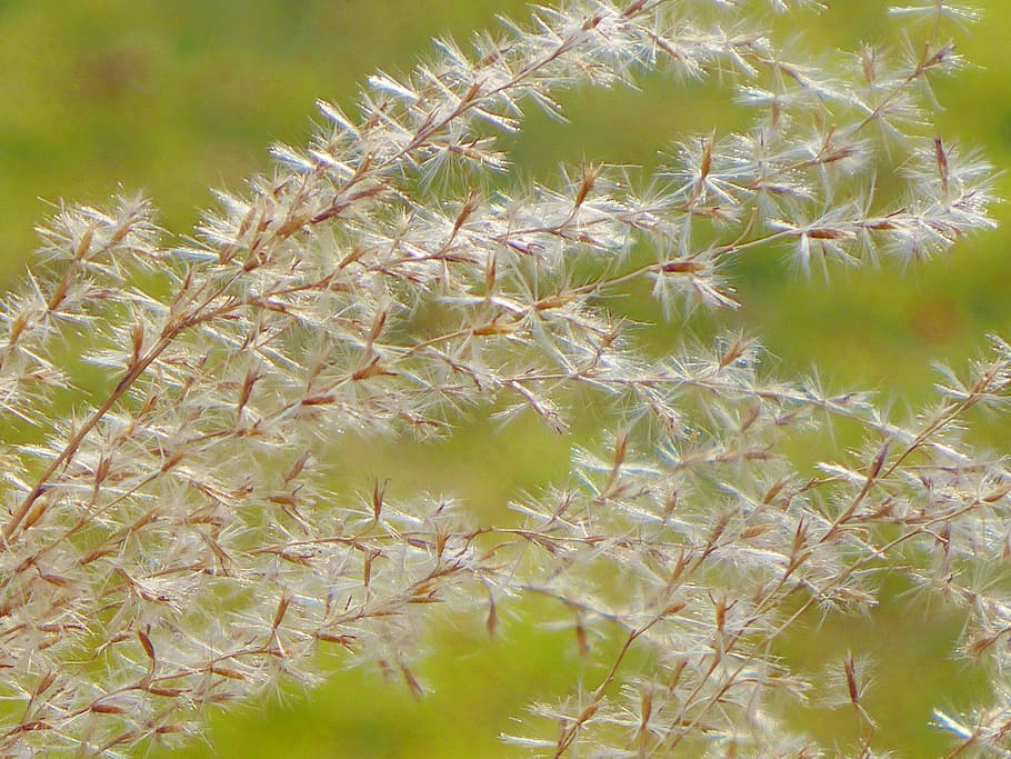 Grass, Light, Plant, Grasses, Close, nature, growth, outdoors HD wallpaper