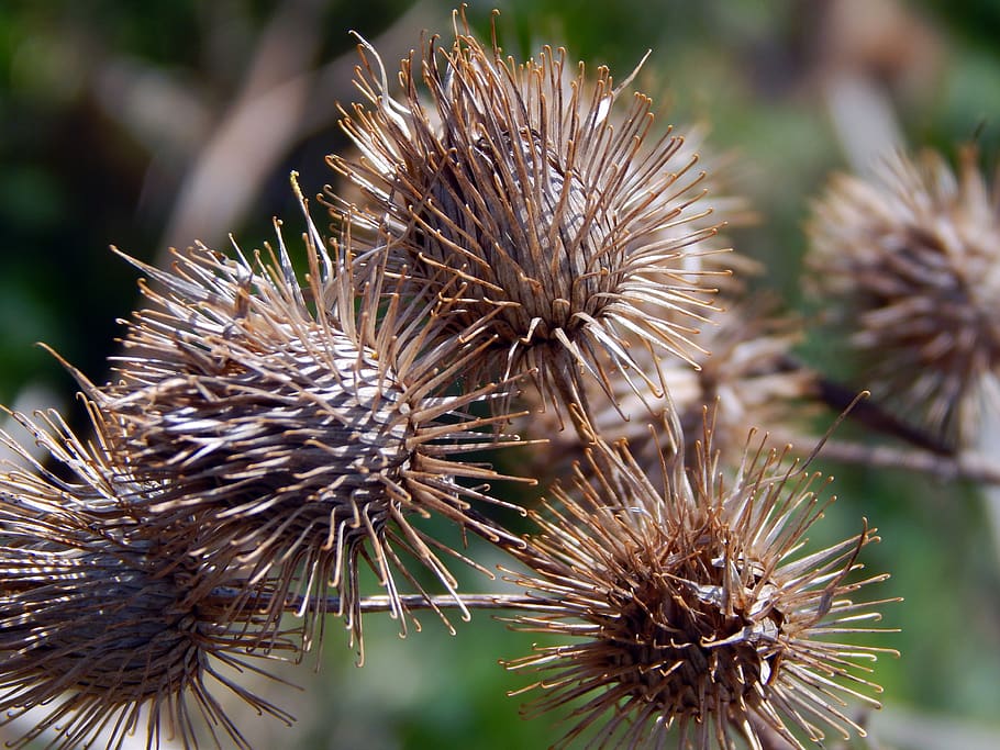 spring, thistles, brown, focus on foreground, close-up, plant HD wallpaper