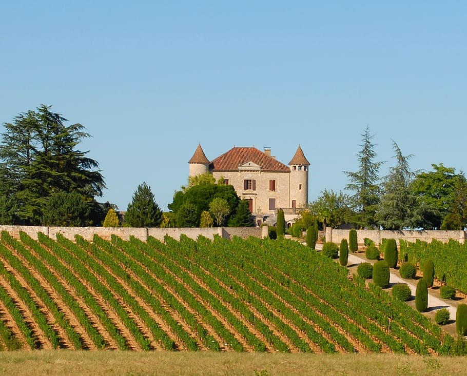 vineyard, chateau, france, agriculture, winery, landscape, grape, HD wallpaper