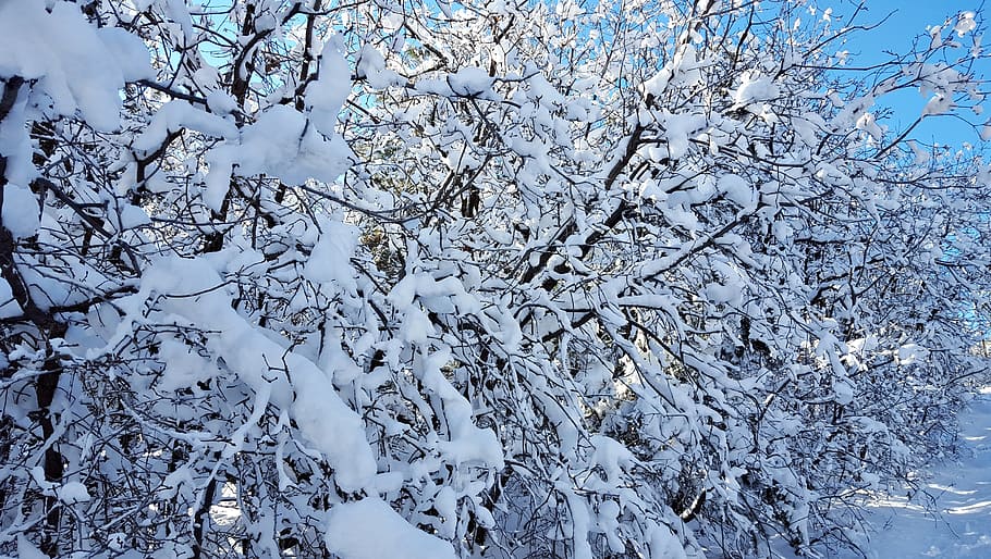 snow, trees, winter, cold, nature, ice, forest, covered, frost HD wallpaper
