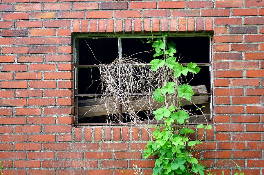 window, ruin, old, wall, grow to, overgrown, to make the most HD wallpaper