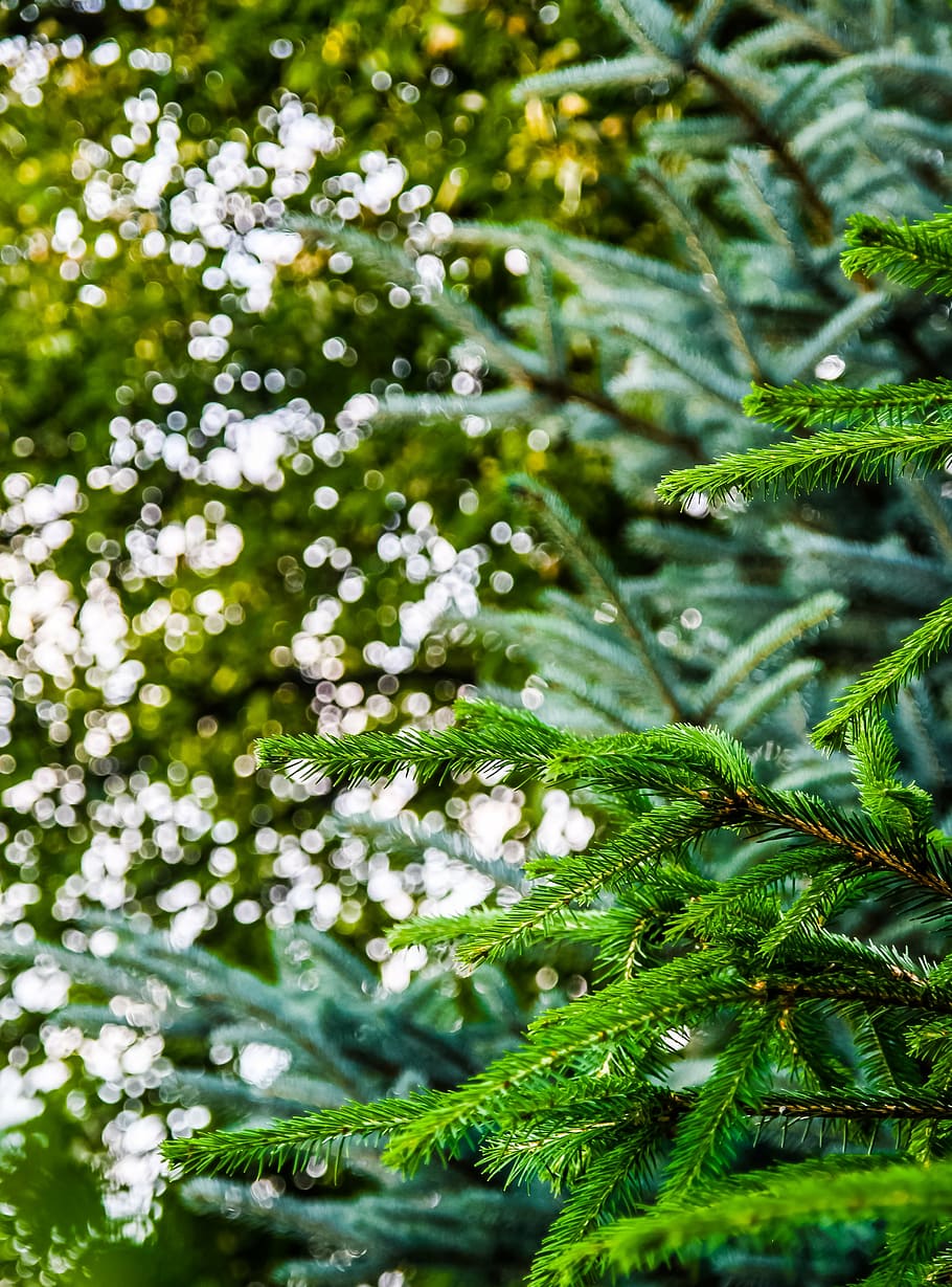 green, forest, trees, nature, summer, park, forest landscape HD wallpaper