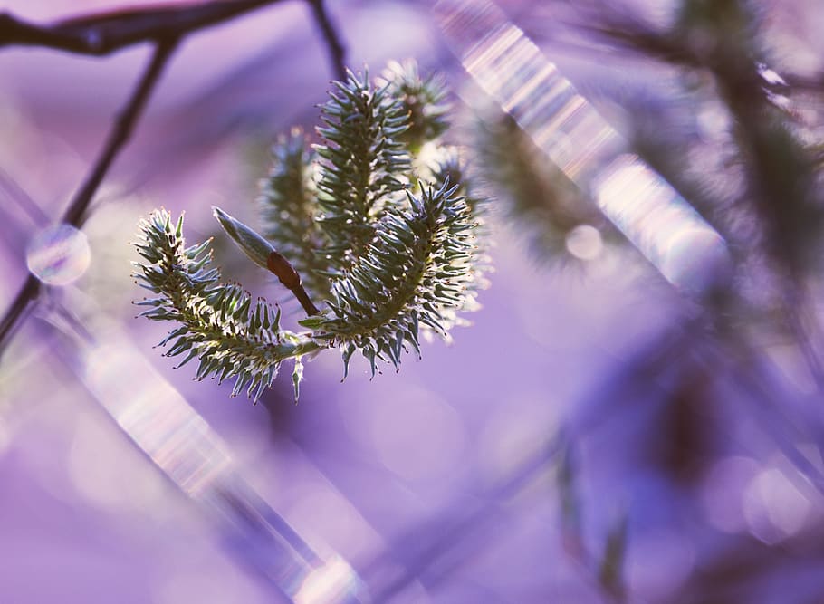 spring, flower, nature, plant, tree, beauty in nature, growth HD wallpaper