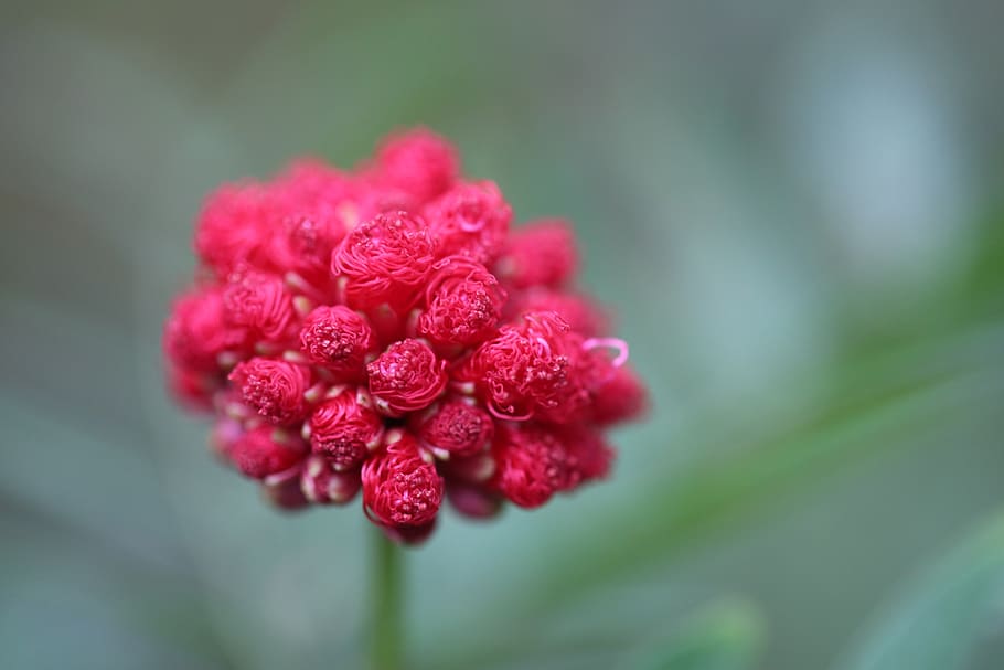 flower, red, spring, plant, nature, grow, outdoor, life, color HD wallpaper