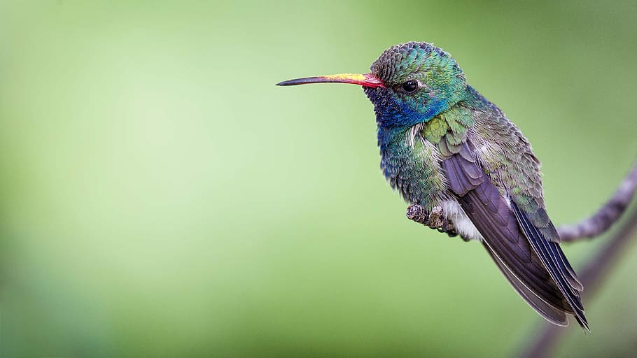 shallow focus photography of grey bird, green and purple hummingbird perched on stem of plant, HD wallpaper