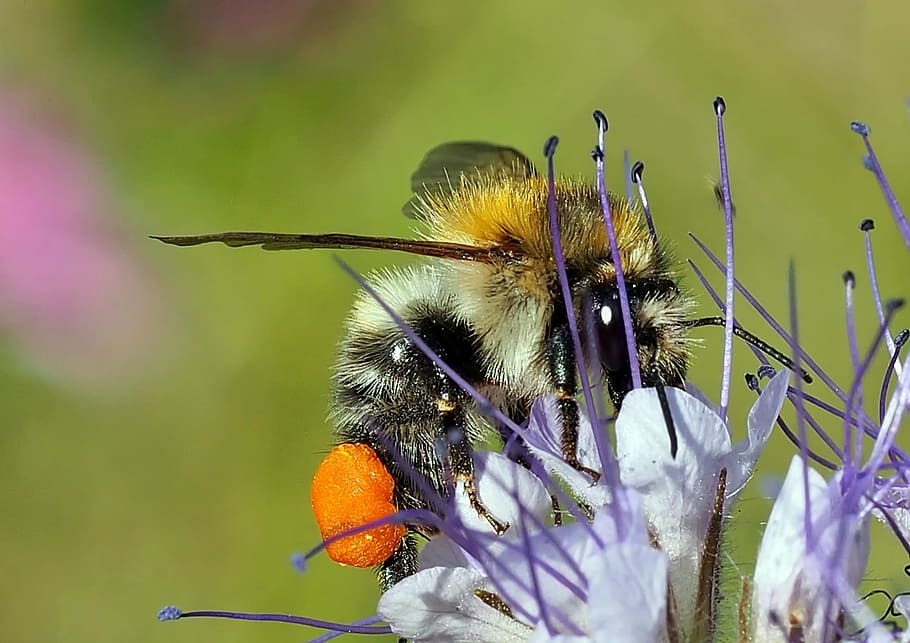 insect, plant, nature, bee, flower, pollination, pollen, close-up HD wallpaper