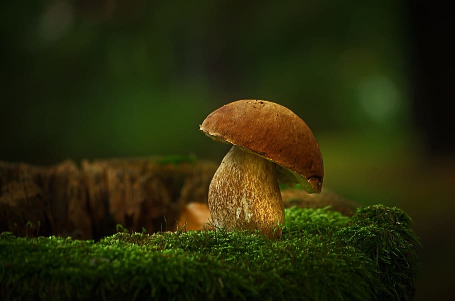 focus photo of brown mushroom, cep, nature, mushroom picking, HD wallpaper