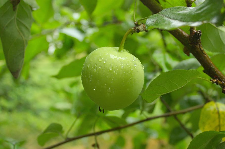 round green fruit with water dew at daytime, Foliage, Apple Tree