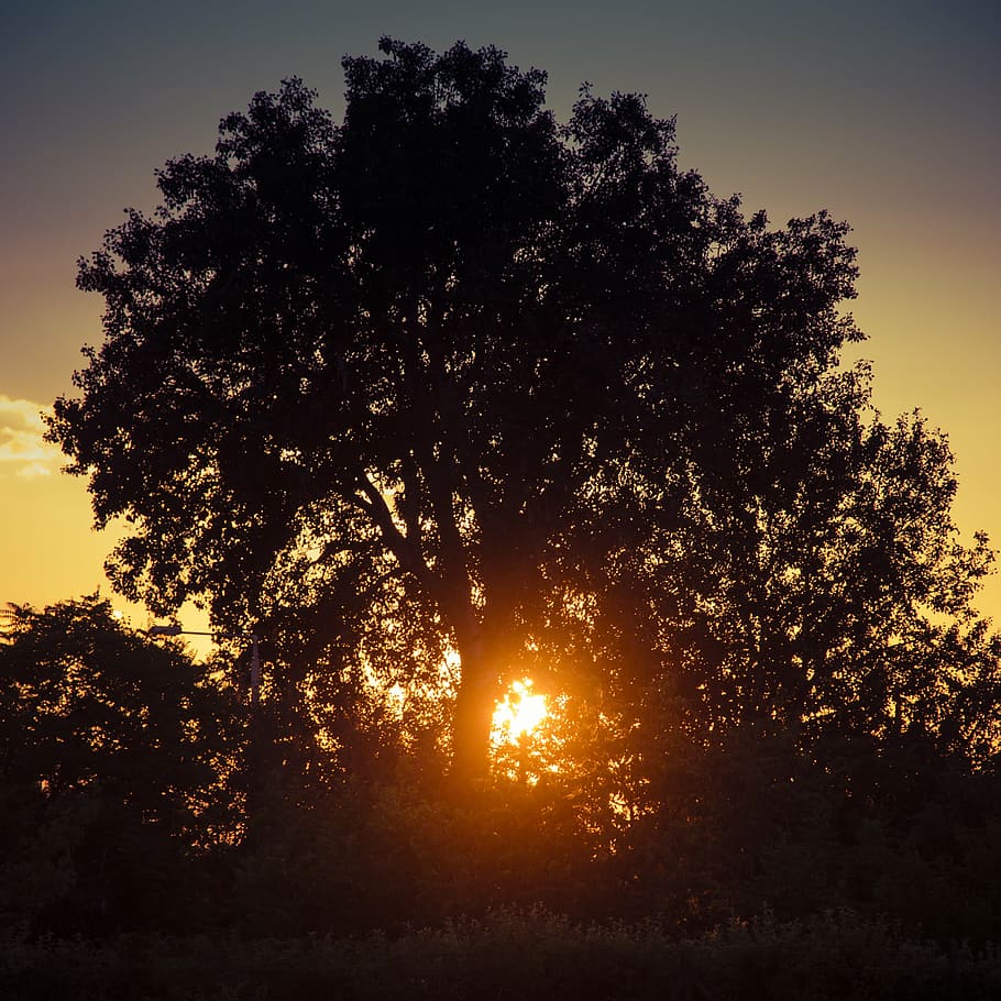 sunset, tree, in the evening, nature, plant, sky, tranquility HD wallpaper