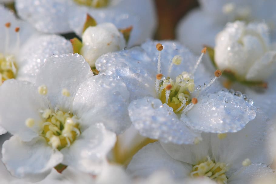 Flowers, White, Close, Macro, schlehe, spring, blackthorn, schlehendorn HD wallpaper