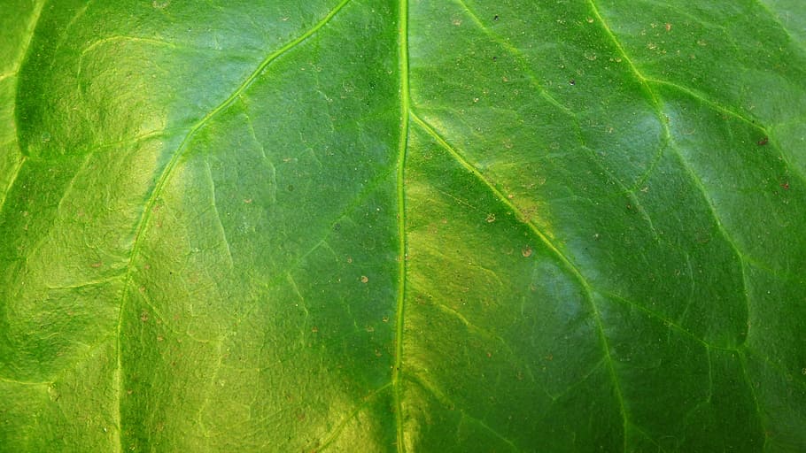 Veins, Nature, leaf, green leaf, plant, macro, bright leaf HD wallpaper