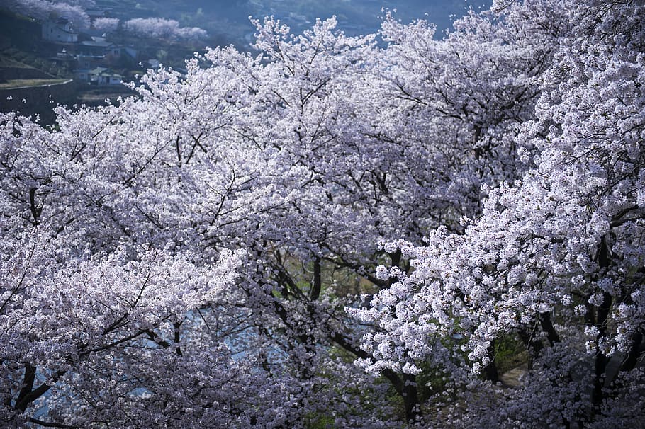 season, cherry tree, cherry blossom, spring, plant, beauty in nature HD wallpaper