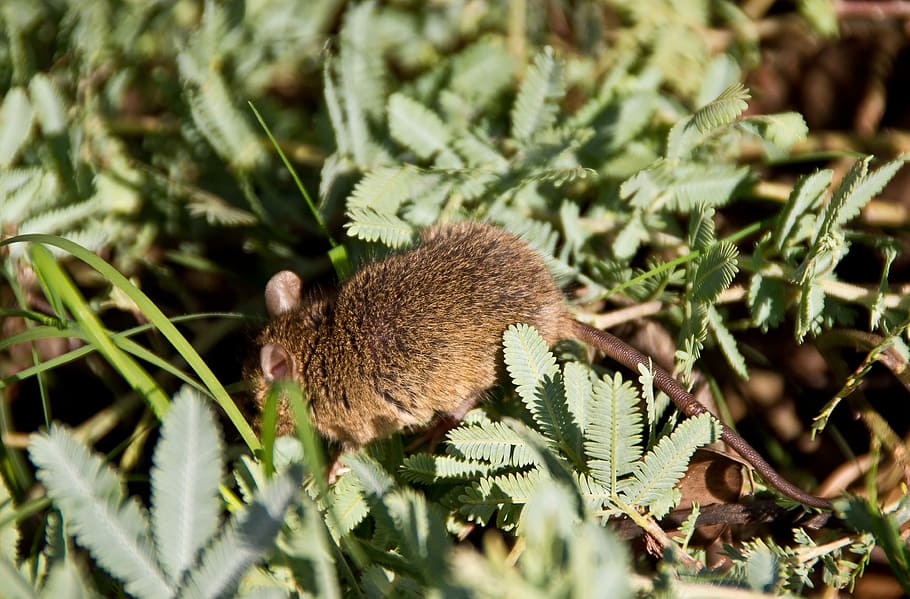 Antechinus, Marsupial Mouse, native, australia, wild, tail HD wallpaper