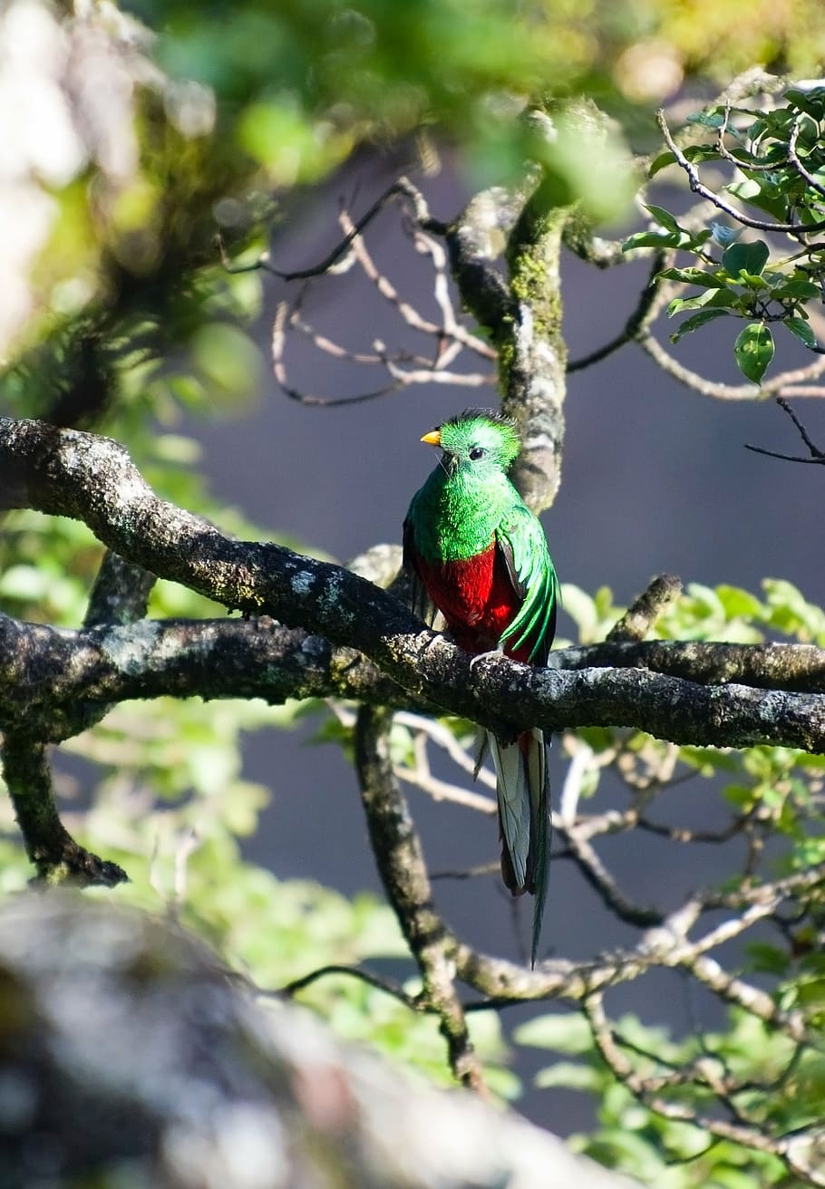 green and red bird perched on tree branch, quetzal, wild bird
