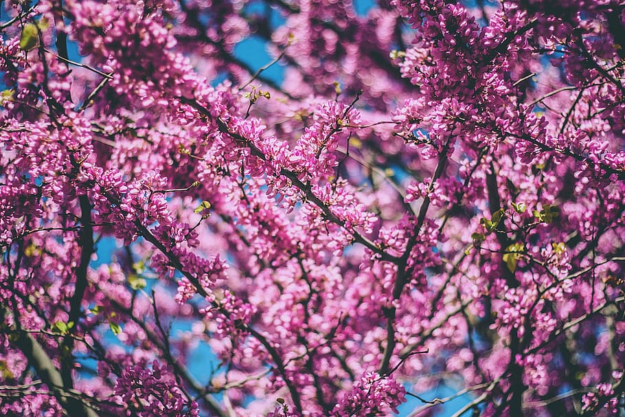 macro shot photography of pink flowers during daytime, tree HD wallpaper