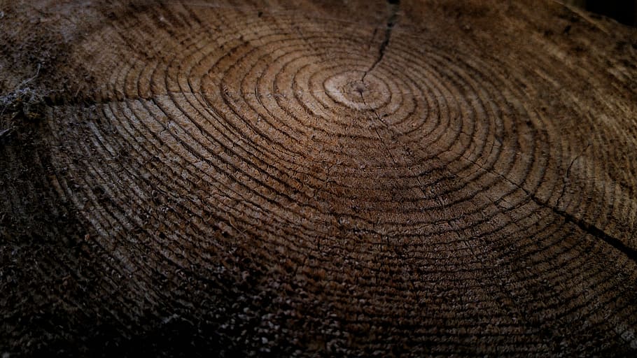 Close-up of growth rings in a thick tree stump, untitled, wood HD wallpaper
