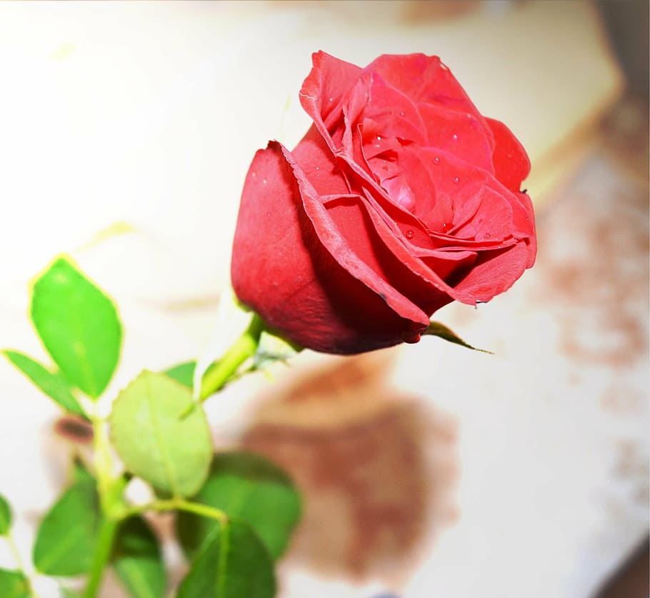 rose, flower, red, flowering plant, beauty in nature, fragility HD wallpaper