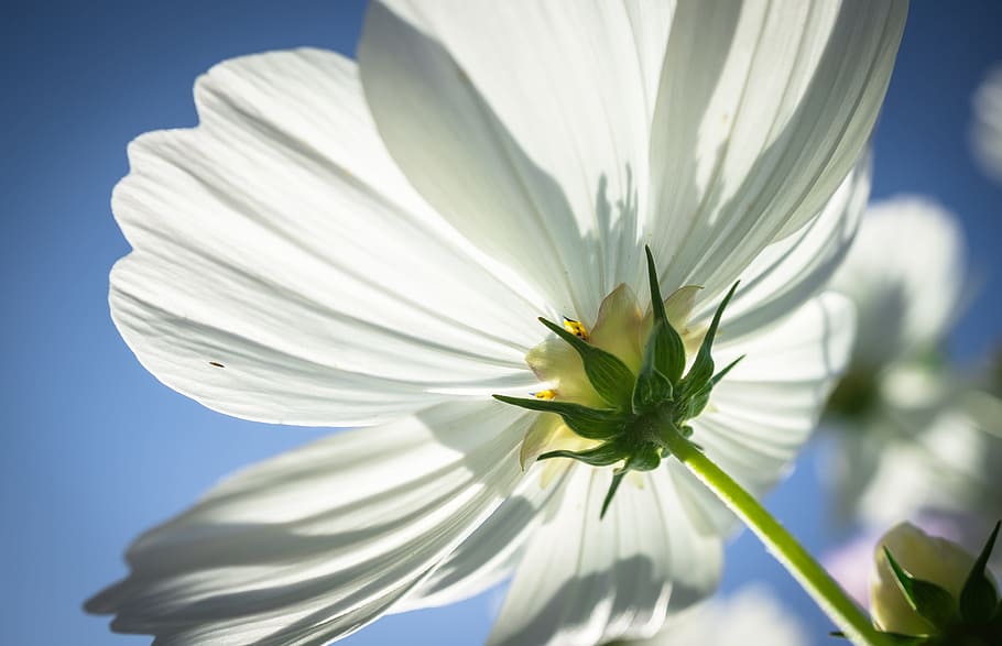 cosmos, autumn, flowers, plants, nature, green, pool, white, HD wallpaper