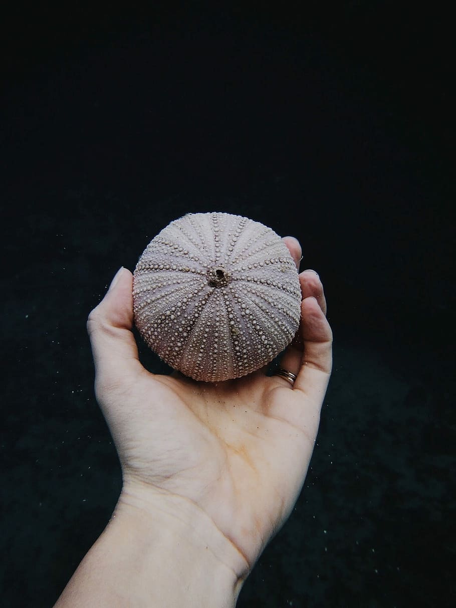 person holding beige ball decor, person holding sea urchin, urchin shell HD wallpaper