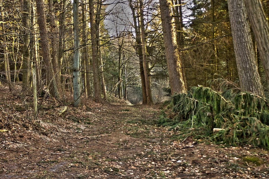 Forest, Path, Crossroads, Trees, forest path, nature, woodland HD wallpaper
