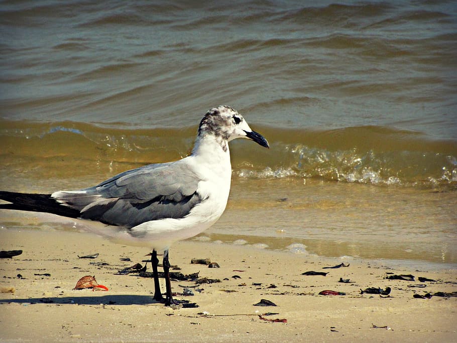 seagull, bird, beach, water, sand, vertebrate, animal themes HD wallpaper