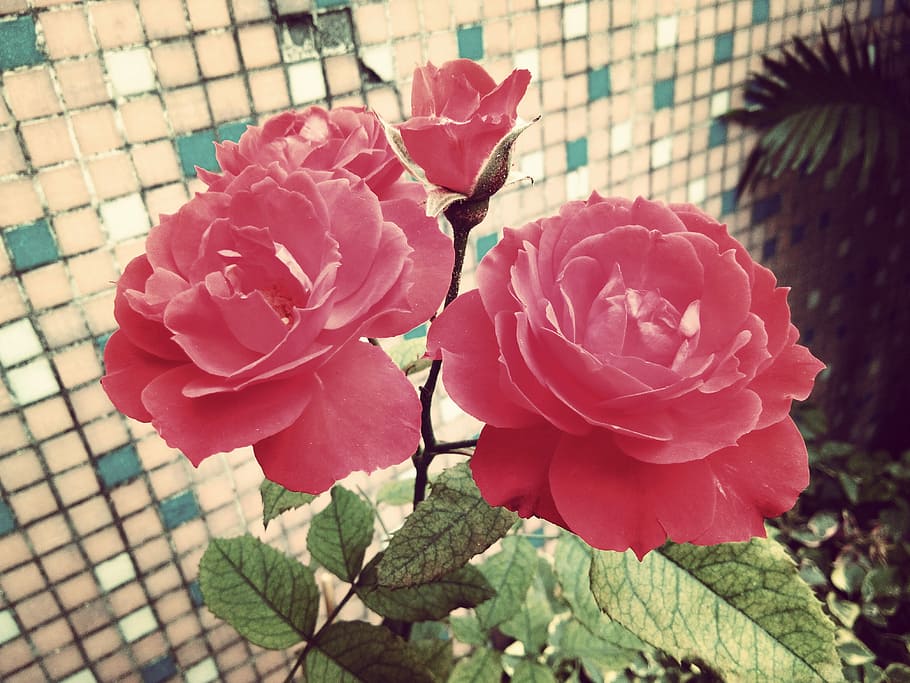 closeup photo of pink roses, red flower in bloom, tiles, wall HD wallpaper