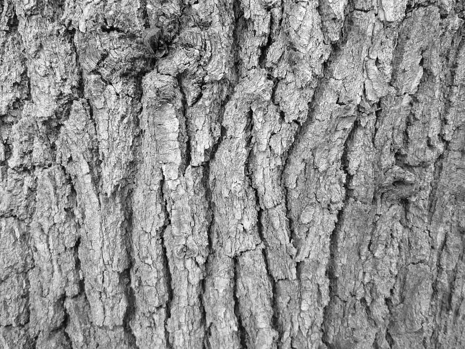 tree bark, texture, nature, vegetation, background, textured HD wallpaper