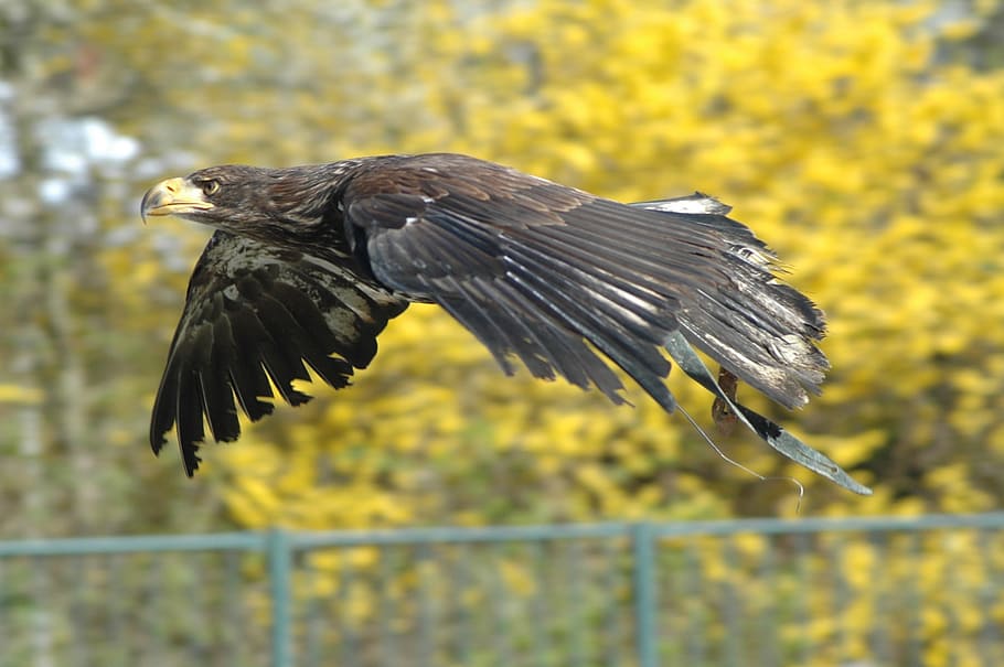 eagle 1, raptor, flying, bird, animal, animal wildlife, one animal HD wallpaper