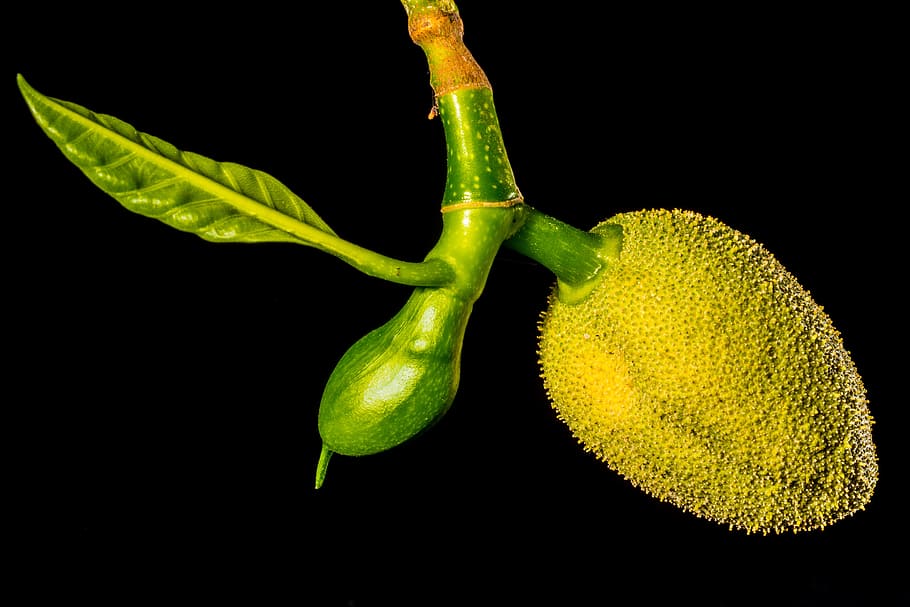 Jack, Young, Jackfruit, Jack Fruit, young jackfruit, tropical HD wallpaper