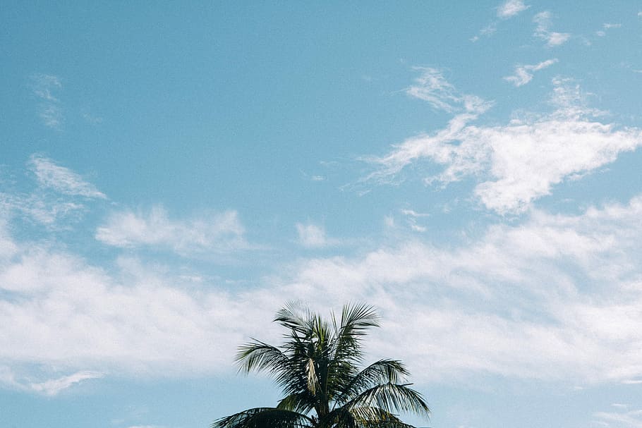 coconut palm tree under cloudy blue sky, green palm tree under cloudy sky HD wallpaper
