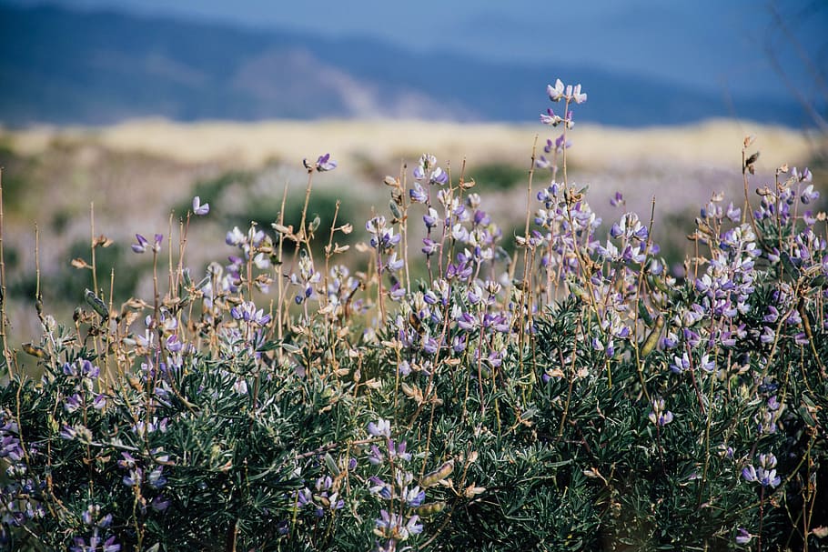 bokeh, flowers, mountain, grass, plants, blur, sky, leaves HD wallpaper