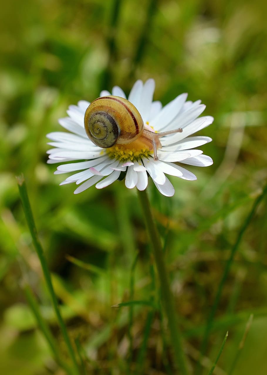 Snail, Meadow, Daisy, Close, summer, macro, garden, green, tape worm HD wallpaper