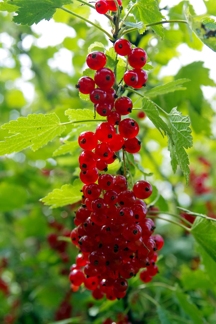 red currant, fruit, vitamins, jam, compote, natural, bush, sad HD wallpaper