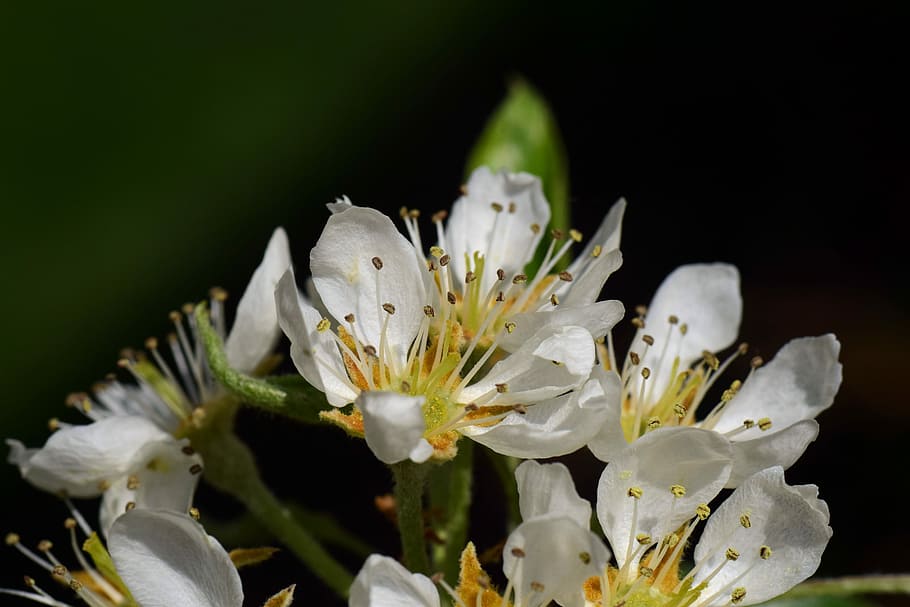 pear, birnblüte, spring, fruit tree, fruit tree blossoming HD wallpaper