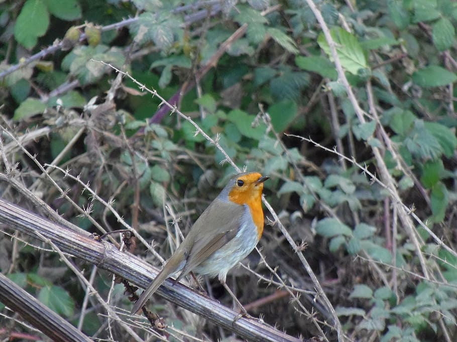 robin, ave, pen, bird, field, animal, one animal, animal themes HD wallpaper
