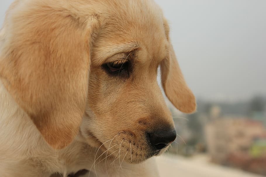 dog, looking, silent, labrador, brown eyes, close-up, one animal HD wallpaper