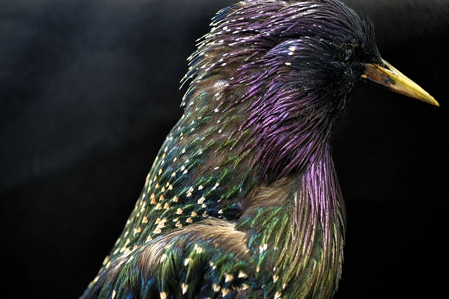 closeup photo of purple and green bird, Starlings, European, Nature