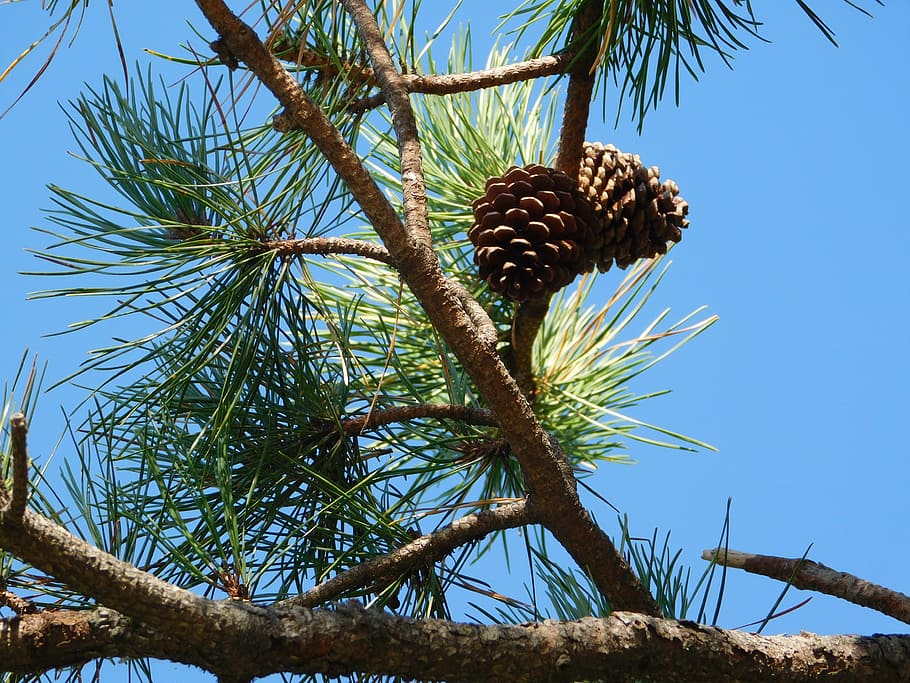 pine, trees, us, pine trees, nature, plant, growth, low angle view HD wallpaper