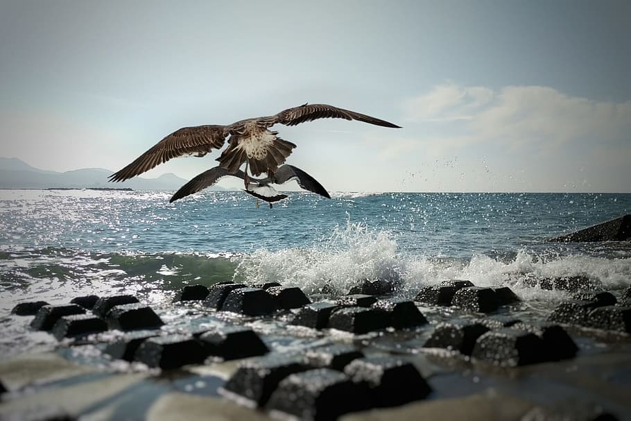 Sea, Beach, Wave, Seagull, birds of the sea, wild birds, wild animal HD wallpaper