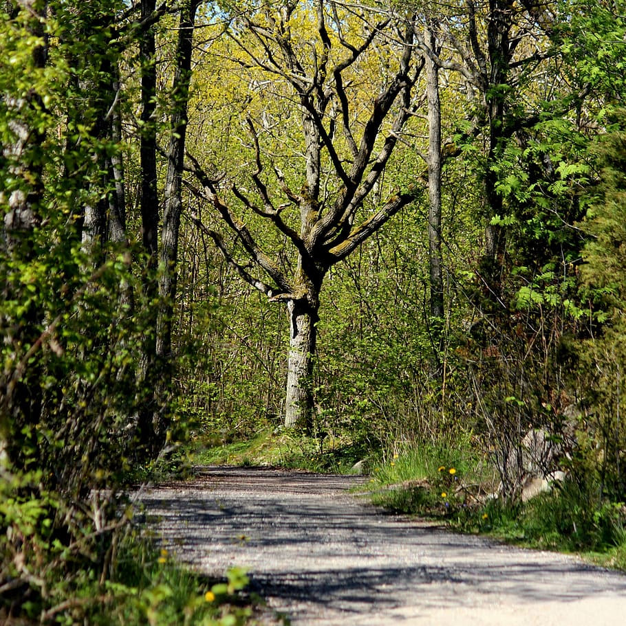 forest, spring, nature, green, natural, country, sun, sunlight HD wallpaper