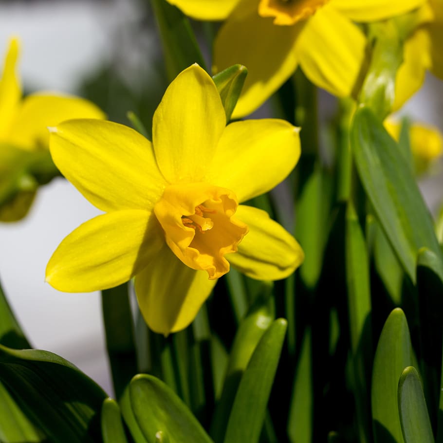easter lilies, blue sky, spring, flower, sunshine, flowering plant HD wallpaper