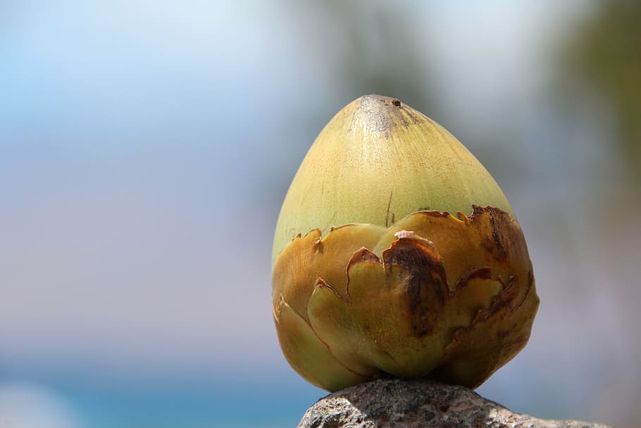 coconut, small, young, nature, food and drink, freshness, healthy eating HD wallpaper