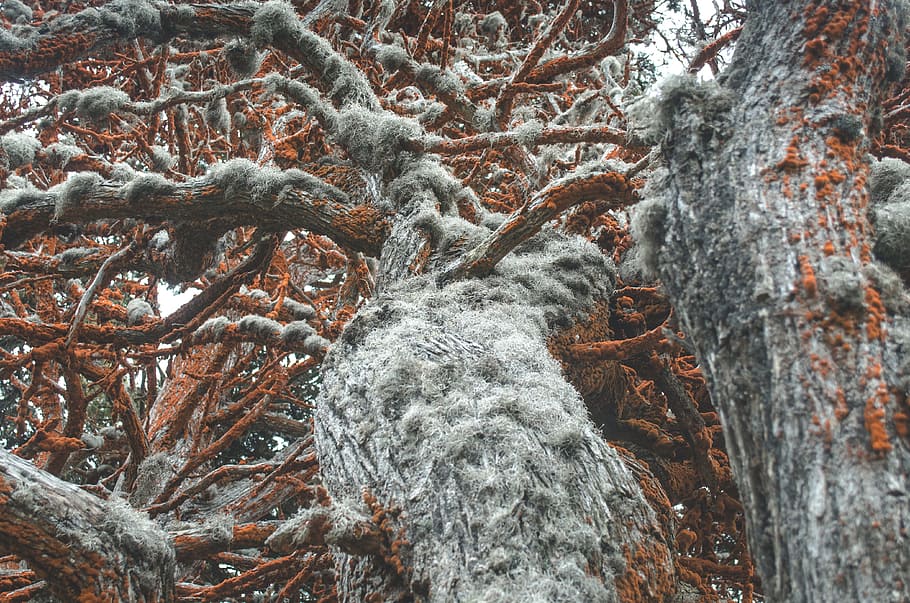 brown and gray trees, trees with moss, macro photography, twisted HD wallpaper