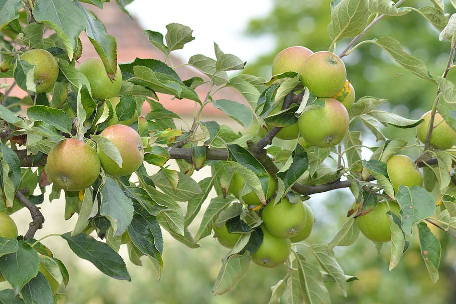 Apple Tree, Tree, Branch, Fruit, kernobstgewaechs, agriculture HD wallpaper