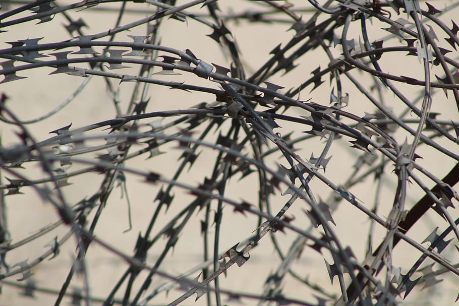 barbed wire, fence, security, no people, plant, focus on foreground HD wallpaper