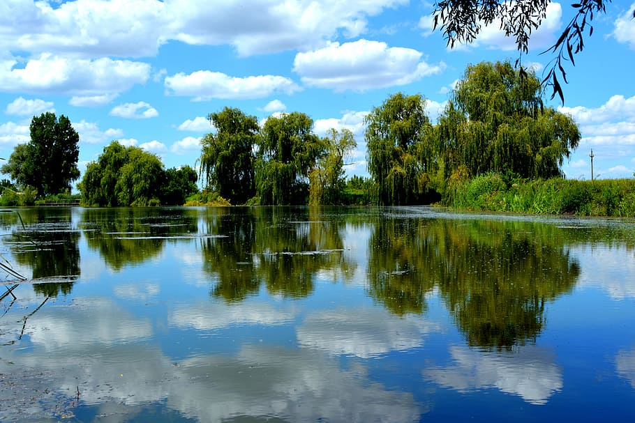 photography of trees beside body of water at daytime, sky, cloud HD wallpaper