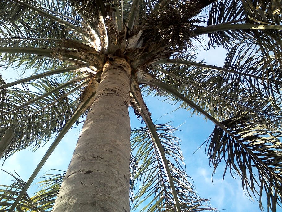 palm tree, sky, leaves, tropical climate, trunk, tree trunk HD wallpaper