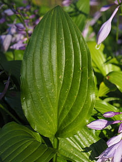 leaf, green, leaf veins, plant, plantain lily, hosta performed HD wallpaper