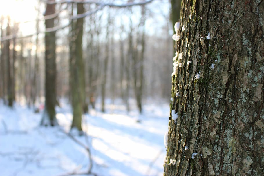 Winter, Snow, Forest, Trees, forest trees, nature, outdoor HD wallpaper