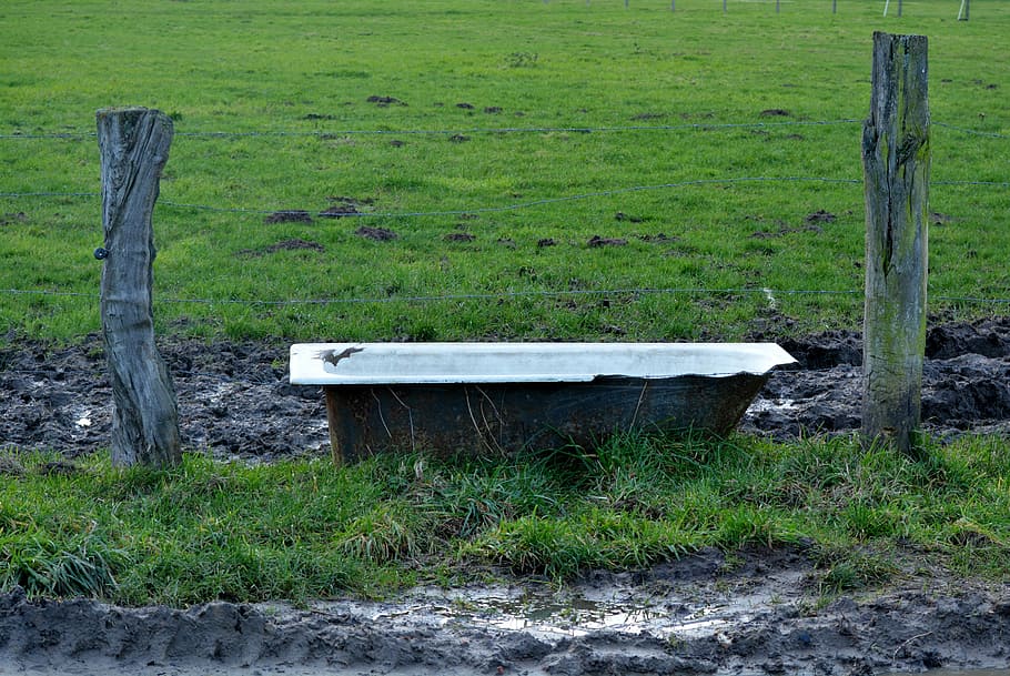meadow, drinking trough, nature, grass, plant, land, green color HD wallpaper